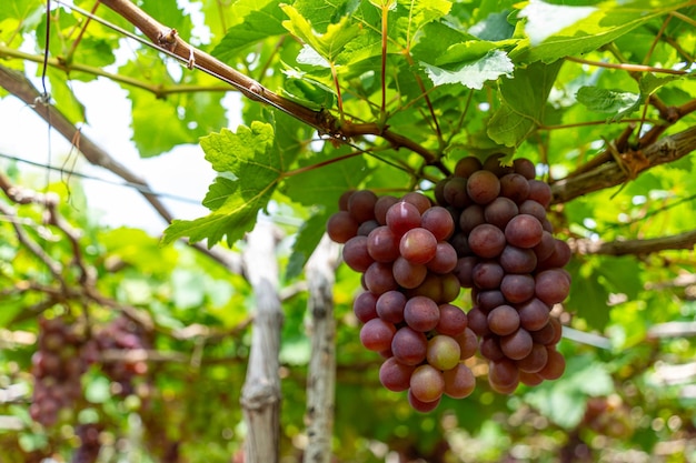 Red and green vineyard in the early sunshine with plump grapes harvested laden waiting red wine nutritional drink in Ninh Thuan province Vietnam