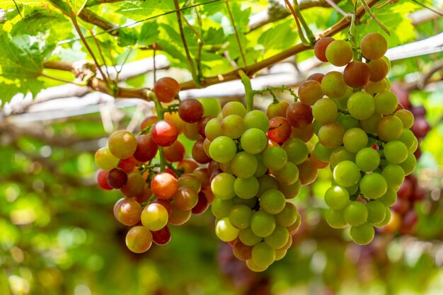 Red and green vineyard in the early sunshine with plump grapes harvested laden waiting red wine nutritional drink in Ninh Thuan province Vietnam