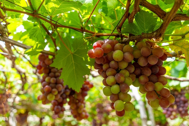 Red and green vineyard in the early sunshine with plump grapes harvested laden waiting red wine nutritional drink in Ninh Thuan province Vietnam