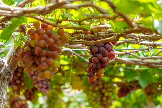 Red and green vineyard in the early sunshine with plump grapes harvested laden waiting red wine nutritional drink in Ninh Thuan province Vietnam