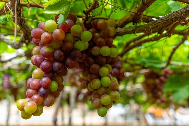 Red and green vineyard in the early sunshine with plump grapes harvested laden waiting red wine nutritional drink in Ninh Thuan province Vietnam