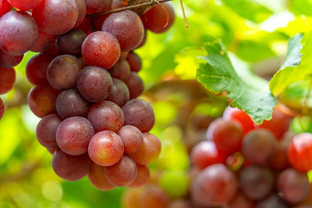 Photo red and green vineyard in the early sunshine with plump grapes harvested laden waiting red wine nutritional drink in ninh thuan province vietnam