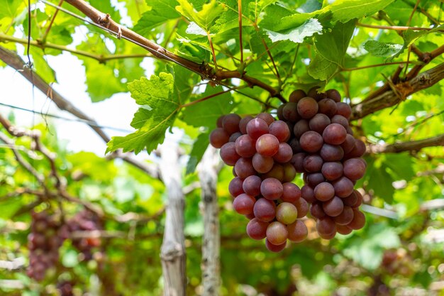 Red and green vineyard in the early sunshine with plump grapes harvested laden waiting red wine nutritional drink in Ninh Thuan province Vietnam