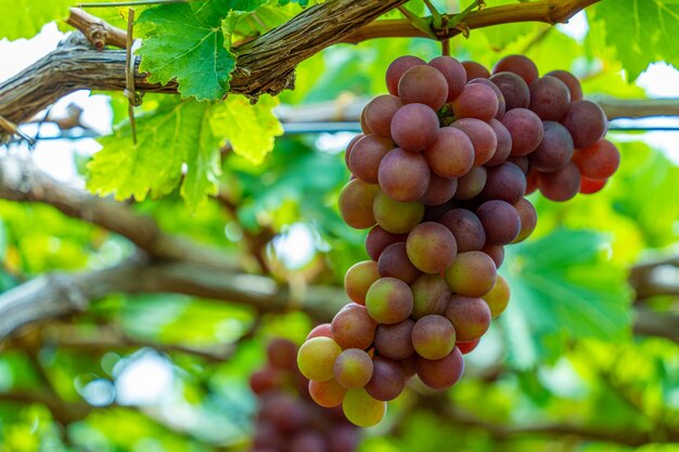 Foto vigneto rosso e verde al primo sole con uva grossa raccolta carico in attesa vino rosso bevanda nutrizionale nella provincia di ninh thuan vietnam