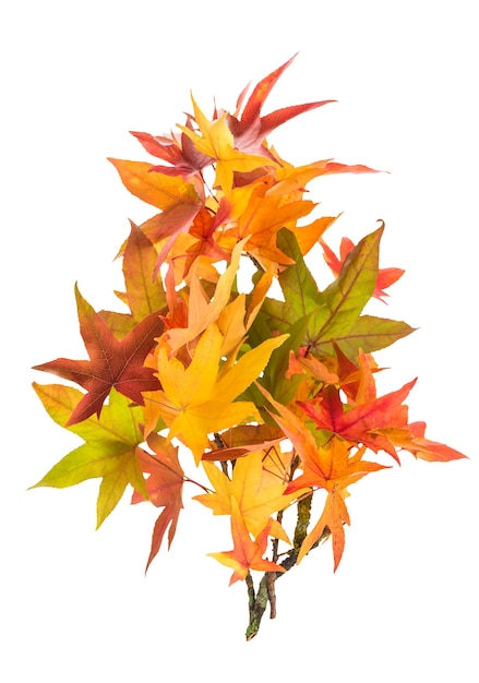 Red green yellow autumn maple leaves isolated on white background