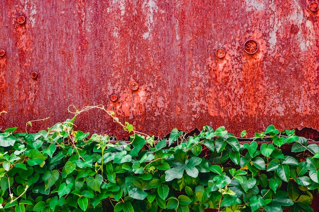 red grunge rusted metal texture wall background with green leaf