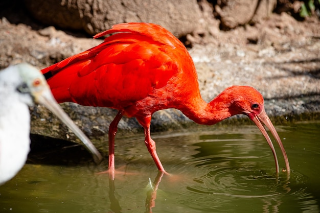 The red guar is a pelecaniform bird of the family Threskiornithidae