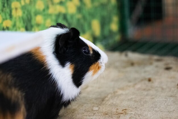 Red Guinea pig in a cage close up