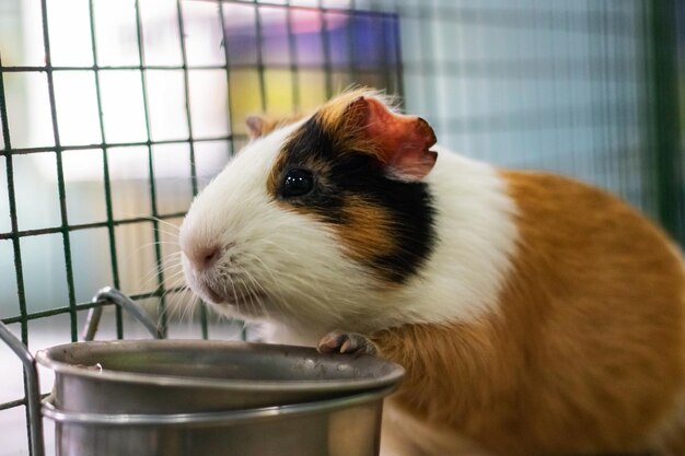 Red Guinea pig in a cage close up