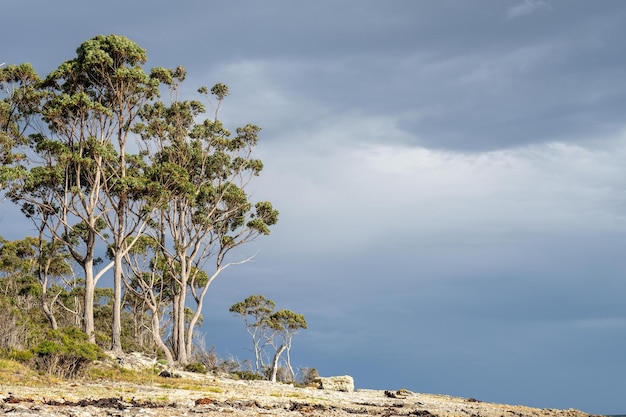 red gum eucalyptus trees growing next to the ocean and beach in australia