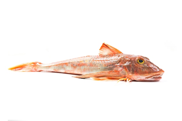 Red Gurnard Fish