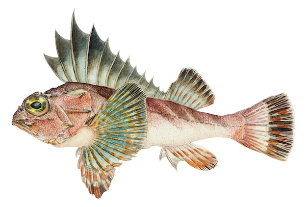 Red gurnard perch png zeeleven met de hand getekende illustratie