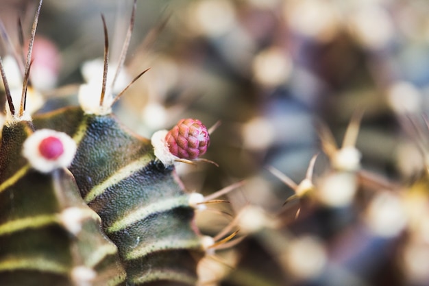 Red Gymnocalycium mihanovichii variegate cactus top view shot. Minimal cactus so cute.