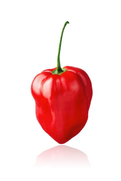 Red Habanero pepper isolated on white background with drop shadow.