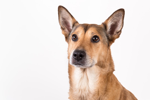 赤い髪の犬に座って、白で隔離され、カメラを見て