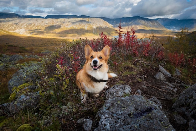 カラフルな山の秋に赤い髪の美しいコーギー犬