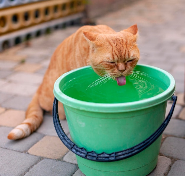 赤毛の猫がバケツから水を飲む...