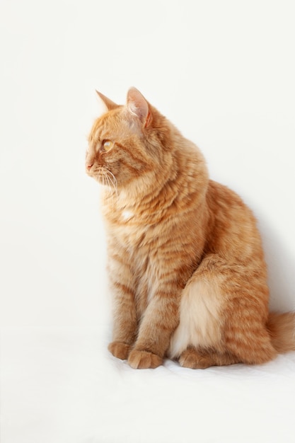 A red-haired cat sits sideways on a white background and looks away.