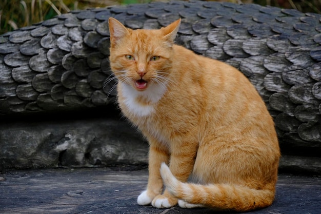 白い胸を持つ赤い髪の猫が木製のベンチに座ってニャーと鳴く