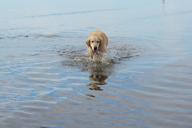 Red-haired dog breed Golden Retriever coming out of the sea.