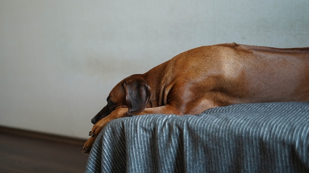 赤毛の犬がベッドに横たわっています