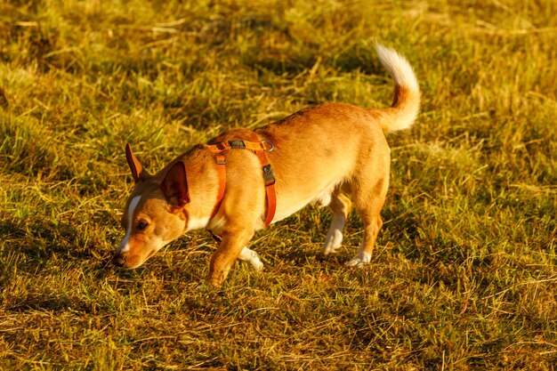 日没時の夏の屋外で赤毛の犬