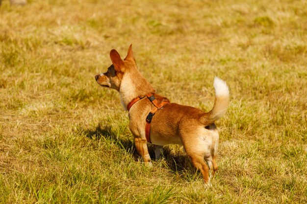 Red-haired dog outdoors in summer at sunset