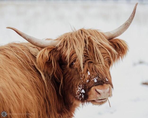 Photo red haired highland cow