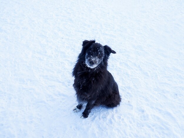 Cane senza tetto dai capelli rossi, cane di strada, gentile e fedele