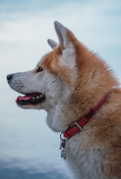 Red-haired Japanese akita walks on the sea