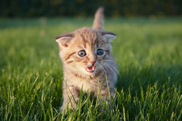 赤毛の子猫が座って、走って、緑の芝生で遊んで、カメラを見て、引っかきます