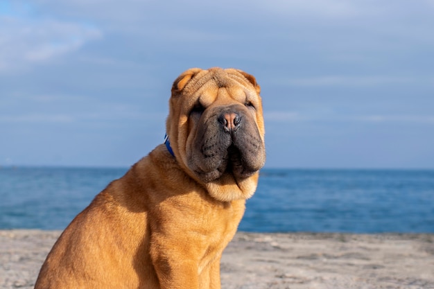 ビーチの背景に赤毛のシャーペイの子犬。