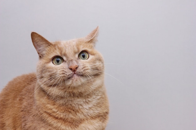 A red-haired smiling cat on a gray background. funny face of a\
cat. surprised cat.