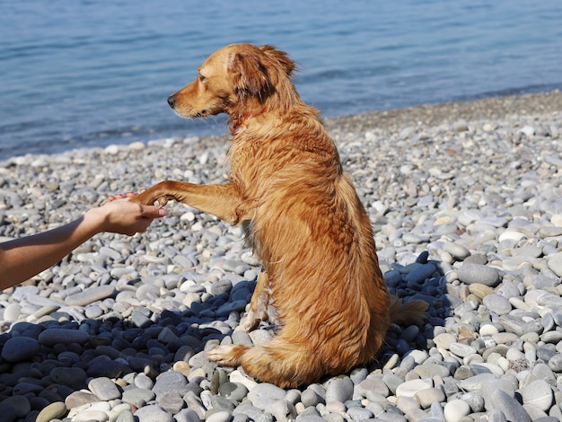 赤髪の濡れた犬は、小石のビーチで、人の手に彼のフレンドリーな足を置きます