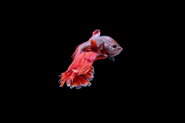 Red Halfmoon Betta vis dansen in het water, siamese vechten vis geïsoleerd op zwarte achtergrond. HDR verwerkt