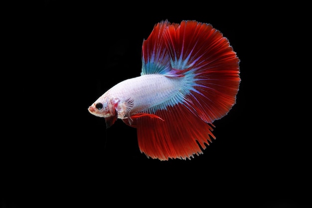 Red halfmoon cambodian betta fish on black background