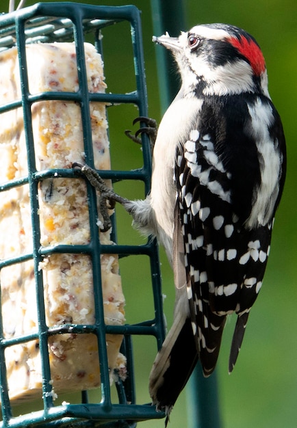 Photo red hat on the feeder