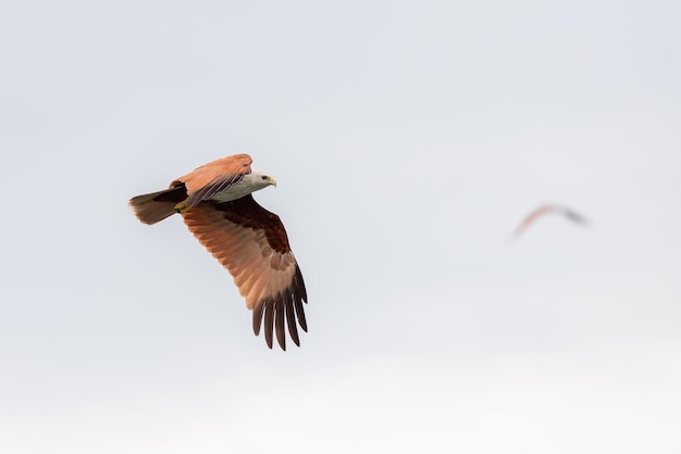 写真 chanthaburiタイで空を飛んでいる赤いタカ