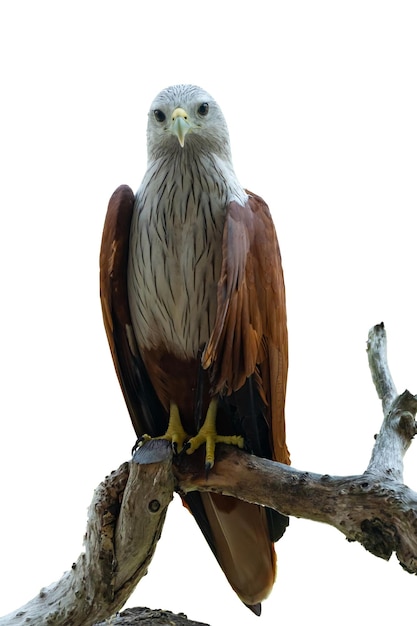 The red hawk was standing on a dry branch isolated on white