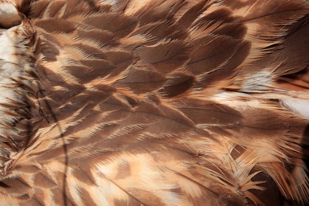 Red hawk wing close up