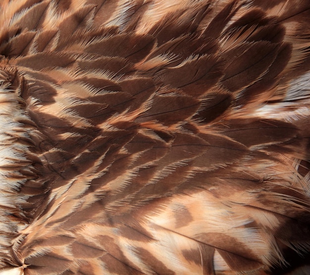 Red hawk wing close up