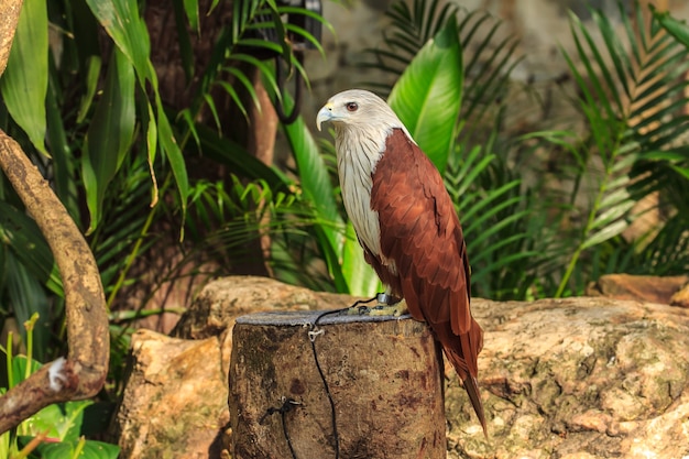 Foto falco rosso nello zoo, thailandia.