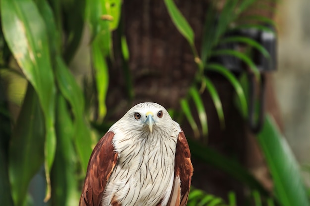 Red Hawk in the zoo,Thailand.