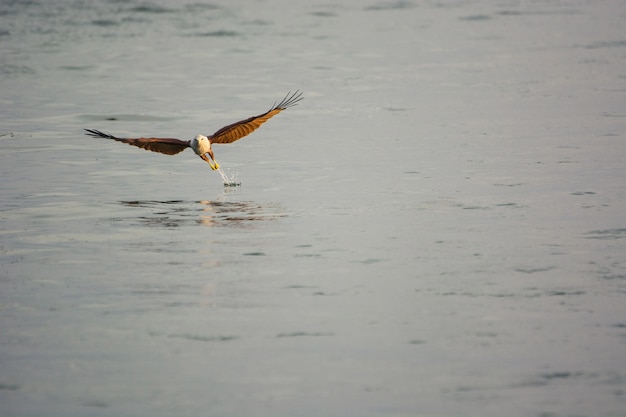 Red Hawks are looking for food on the surface at Chanthaburi Thailand.