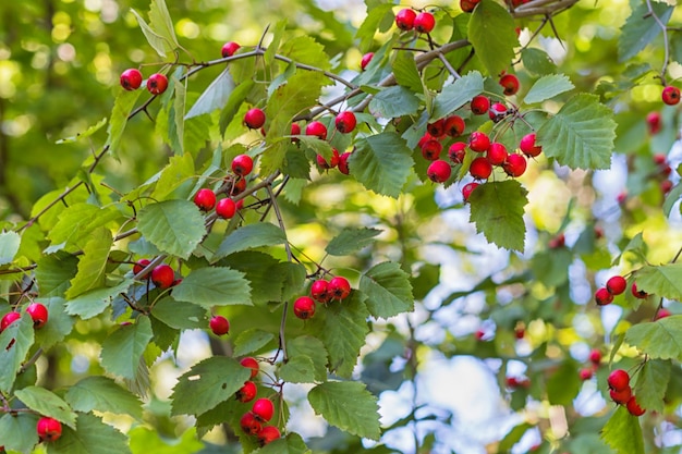 사진 붉은 산사 나무속 열매
