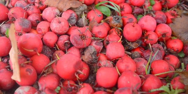 red Hawthorne Berry