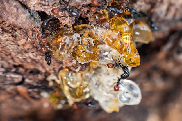 빨간 머리 개미 허니팟 Myrmecocystus 매크로를 닫습니다.