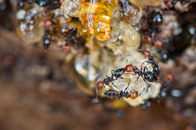 빨간 머리 개미 허니팟 Myrmecocystus 매크로를 닫습니다.