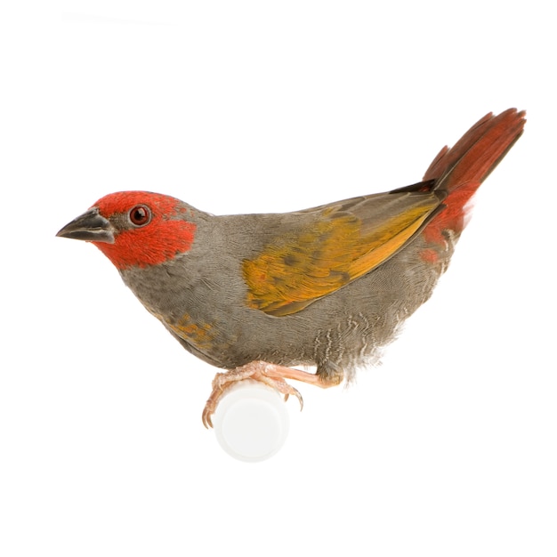 Photo red-headed finch - amadina erythrocephala in front on a white isolated