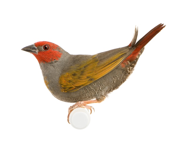 Red-headed Finch - Amadina erythrocephala in front on a white isolated